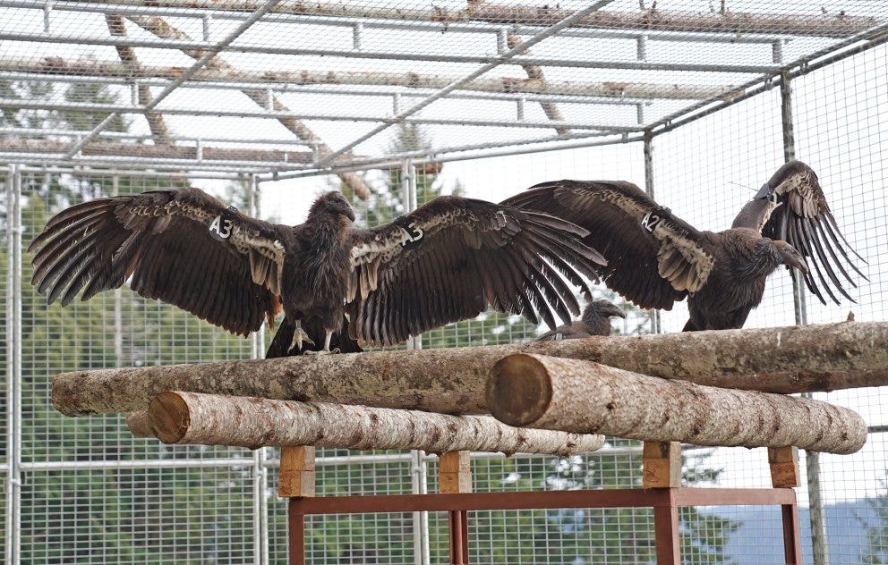 Endangered California Condors Released In Redwood National And State