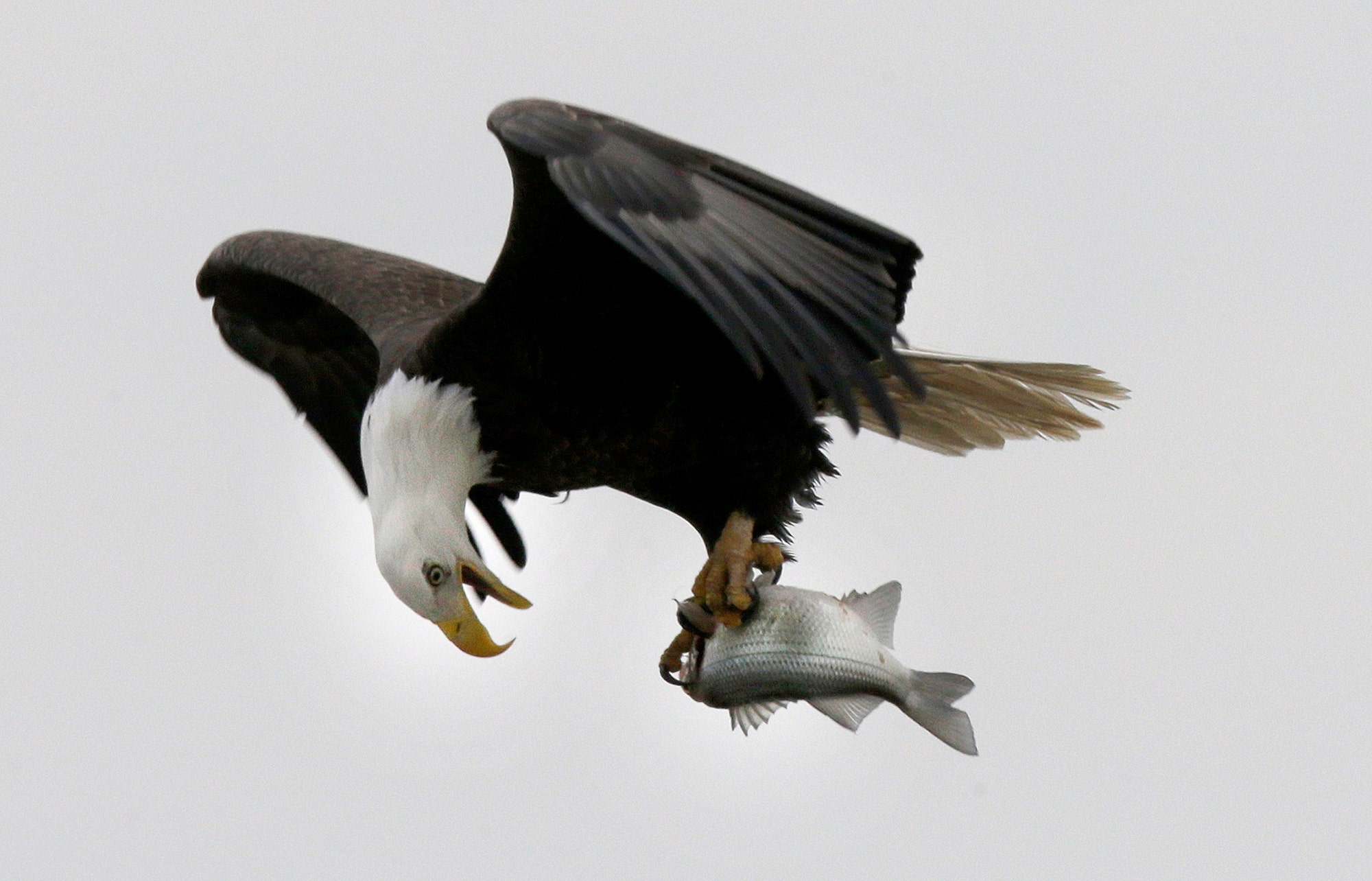 Eagle news. Орёл с добычей на белом фоне.