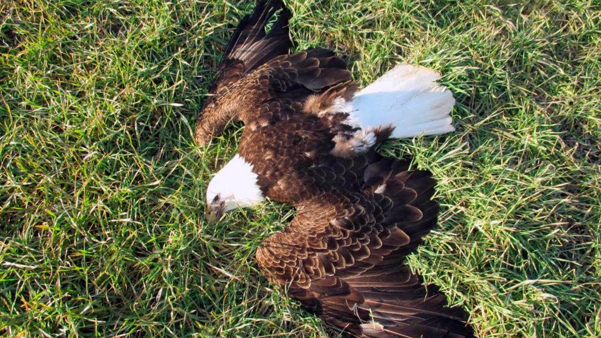 Federal wildlife officials say deaths of 13 bald eagles caused by
