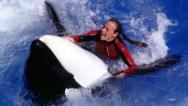 Autopsy: SeaWorld Trainer Died of Trauma, Drowning | Fox News