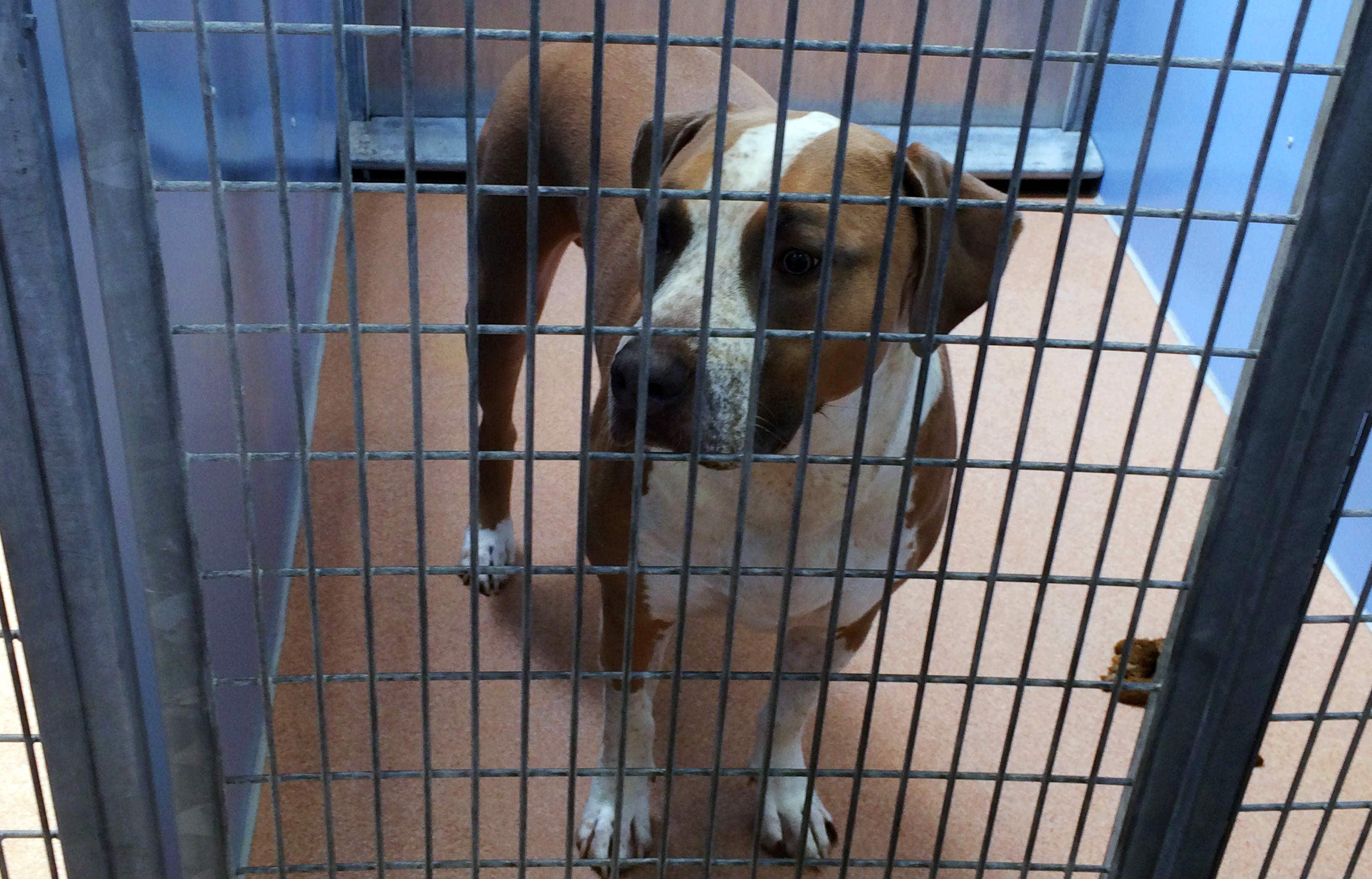 San Diego family's dog that mauled newborn baby to death is euthanized