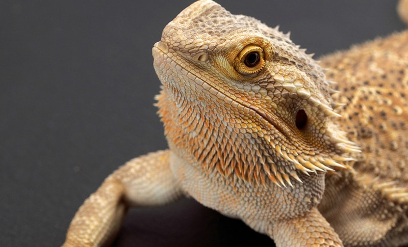 Pet reptiles linked to serious infections in children | Fox News