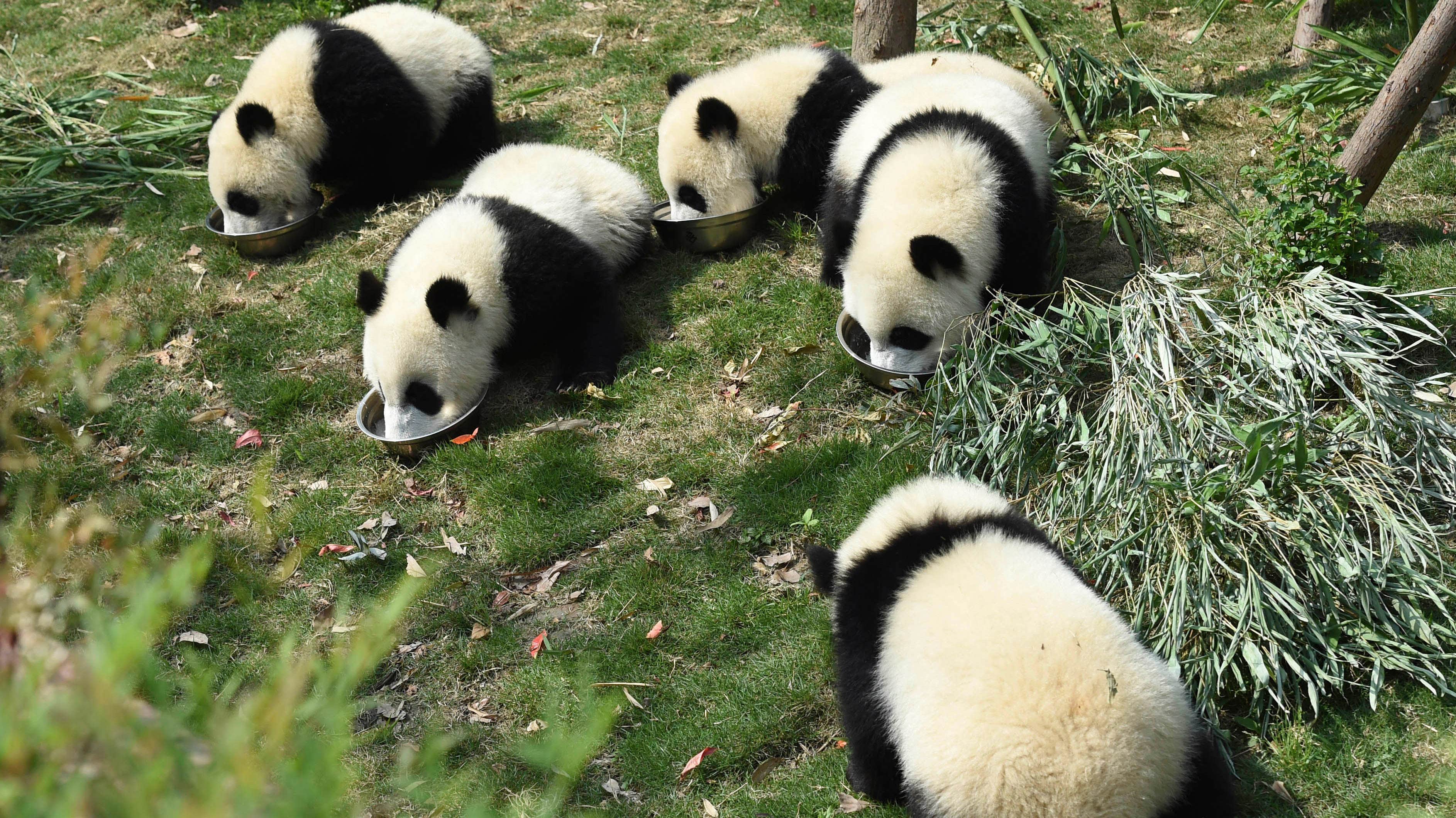 Включи где панда. Гималайская Панда китайская. Китайская карликовая Панда. Австралийская Панда. Ареал панды.