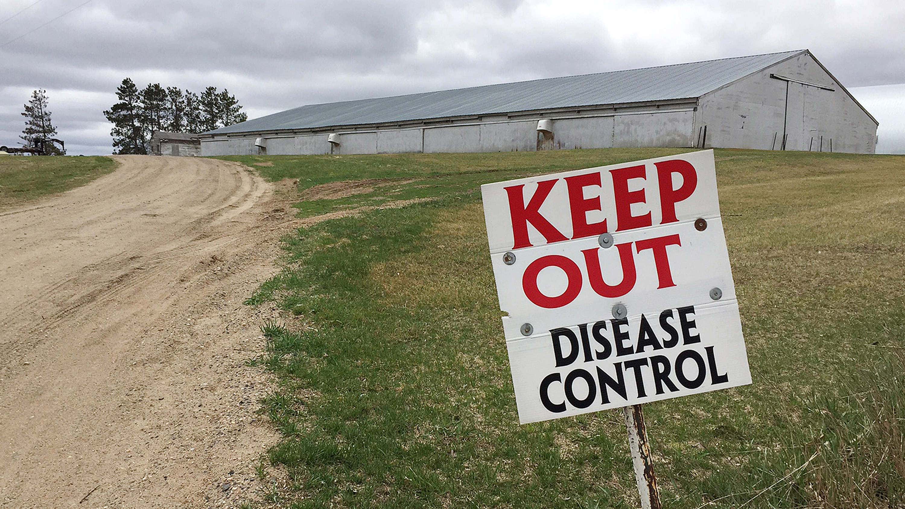 Urgent New Bird Flu Threat Is Your Flu Shot Enough Ferret Research - f4vp2ae