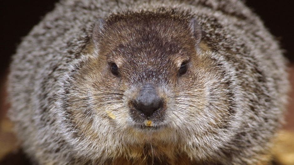 Remembering when a groundhog got run over at Pocono Raceway | Fox News