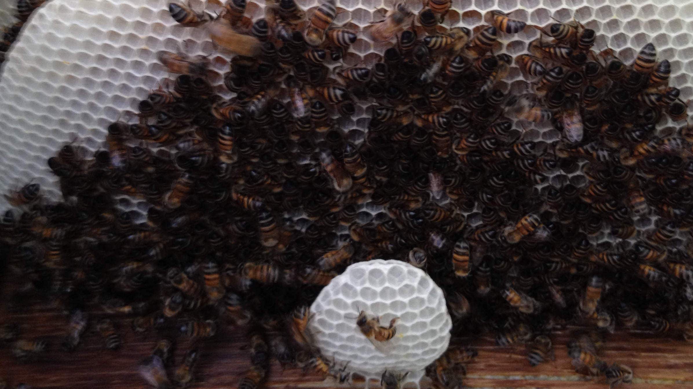 Man Dies In Arizona After Getting Stung By Hundreds Of Bees Fox News