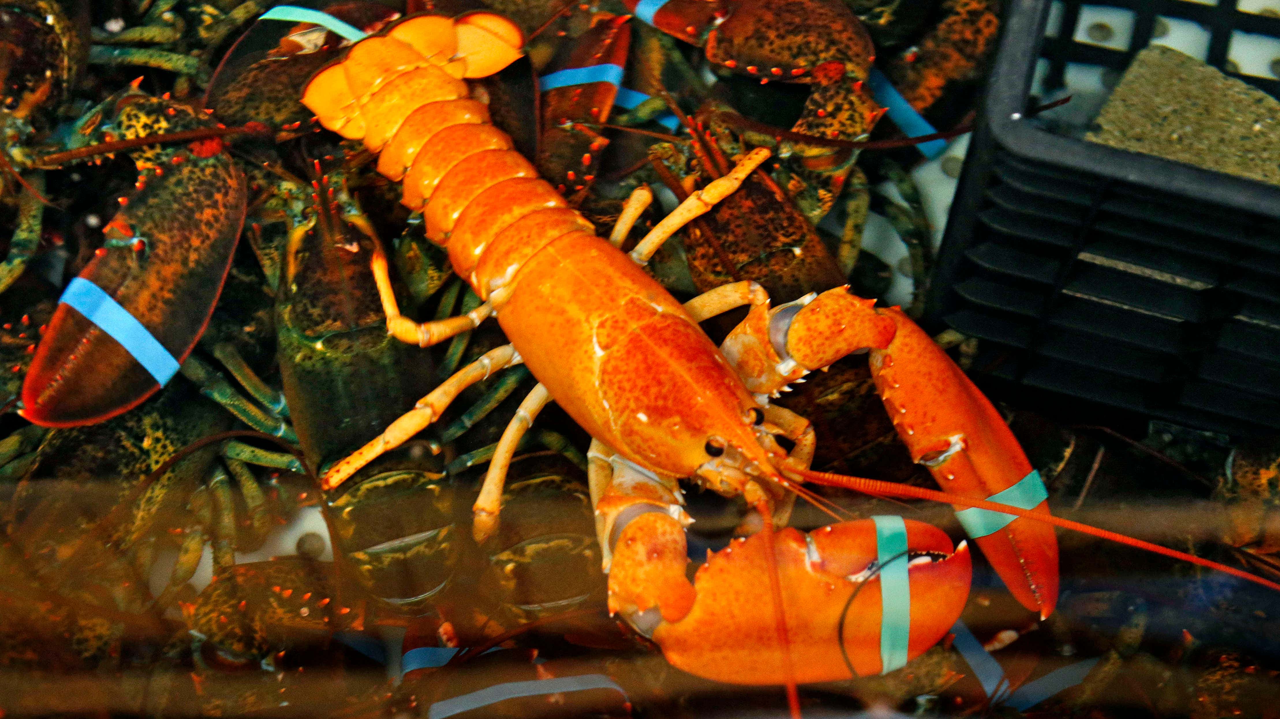 Rare bright orange lobster caught off Maine coast Fox News
