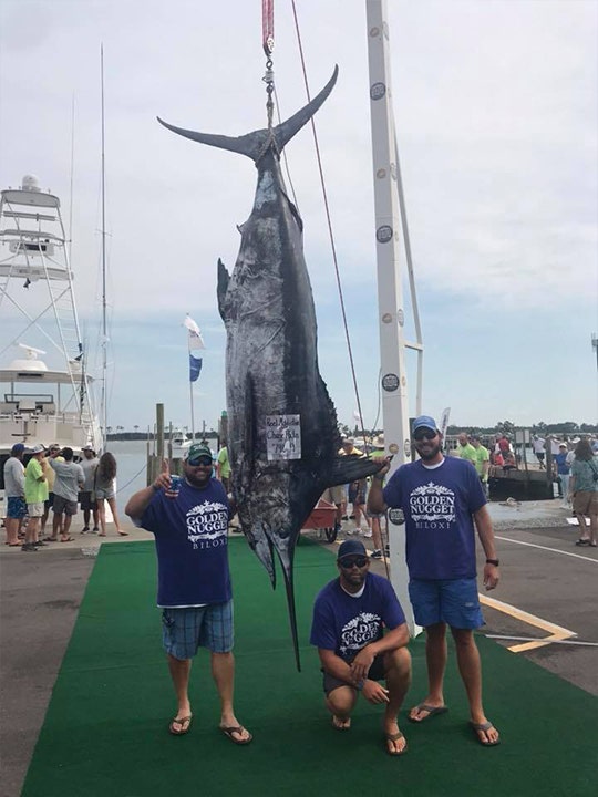 Florida fishermen catch 800-pound marlin, reel in $450G tournament