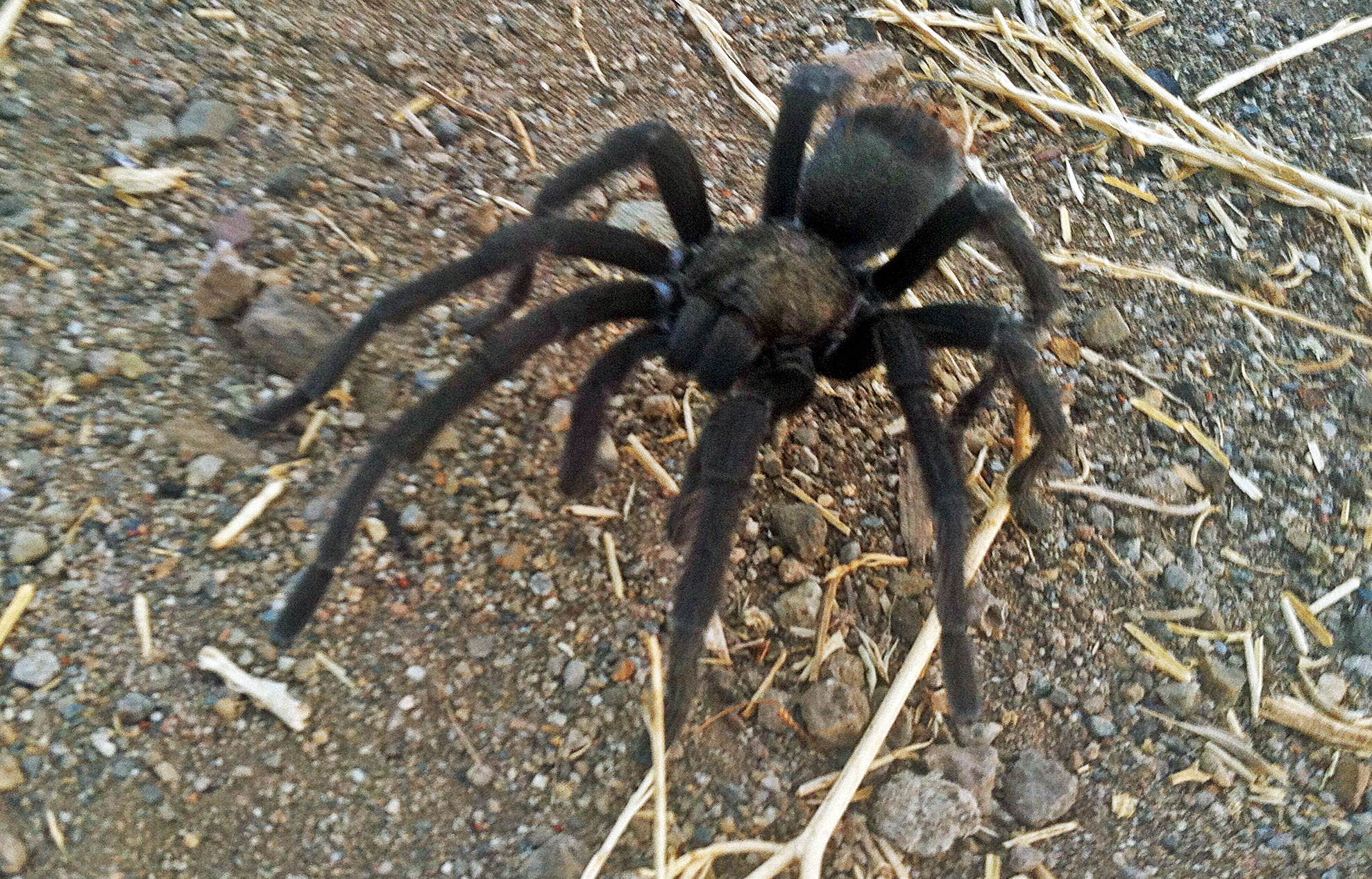 Los Angeles hikers warned about tarantulas around trails | Fox News