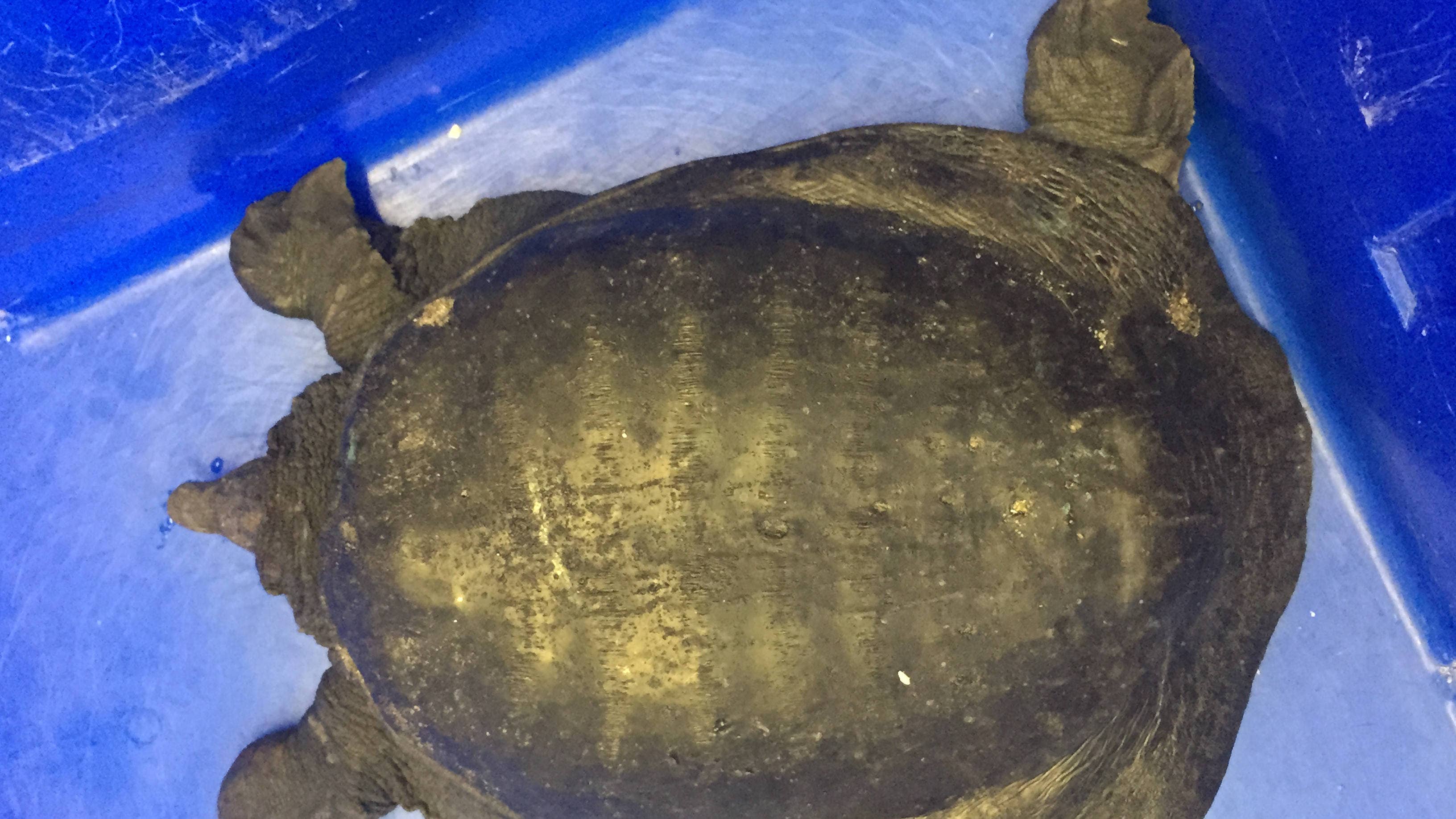 New England experts fear invasive turtles could threaten local ...