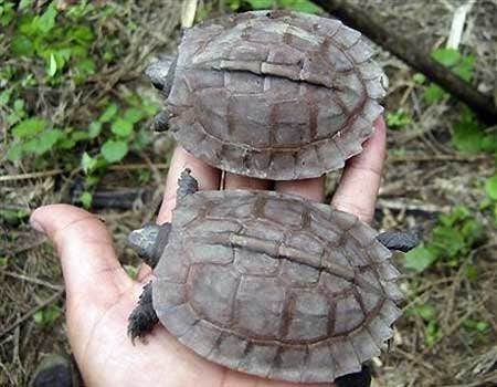 Turtle Thought to Be Extinct Spotted in Burma | Fox News