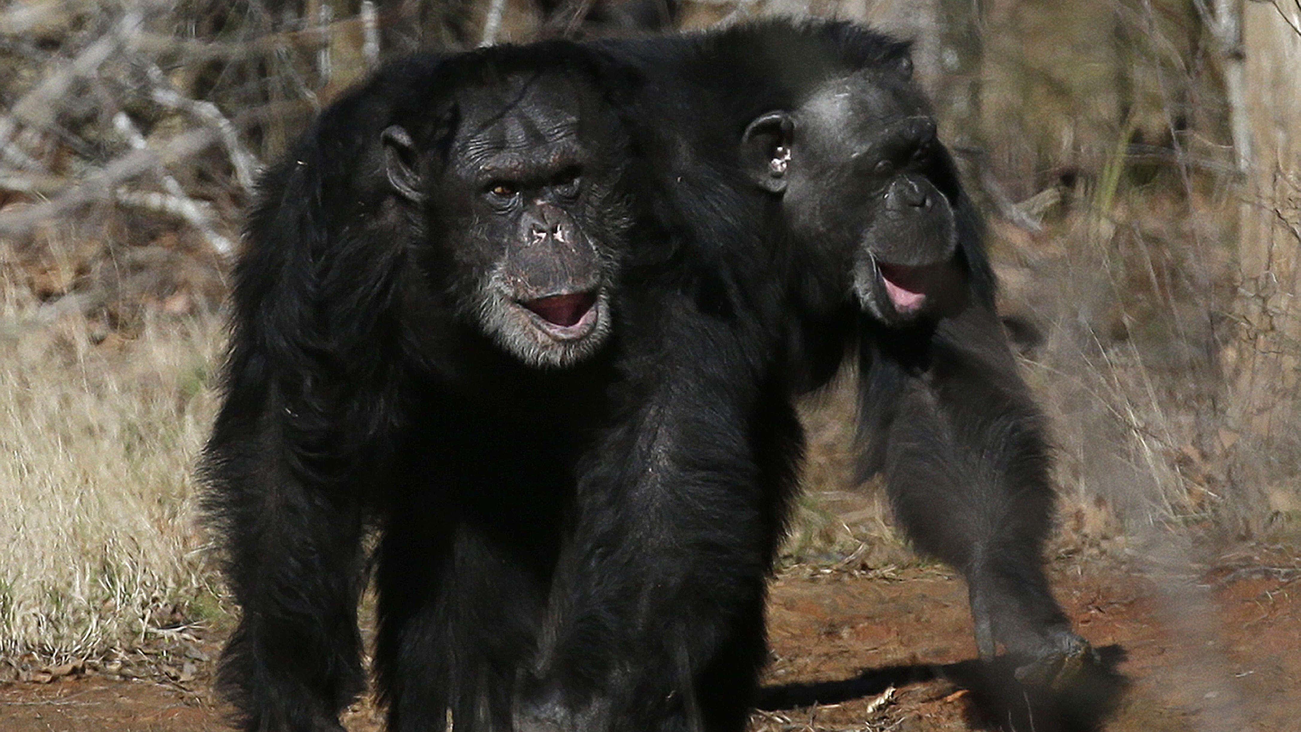 Lần đầu tiên tinh tinh giết khỉ đột mà không bị khiêu khích: các nhà khoa học