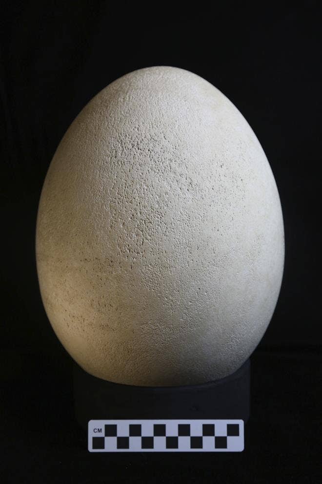 Museum shocked to discover giant egg in collection is real | Fox News