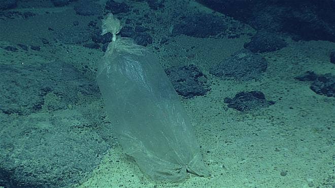 Plastic bag found in truly depressing spot | Fox News