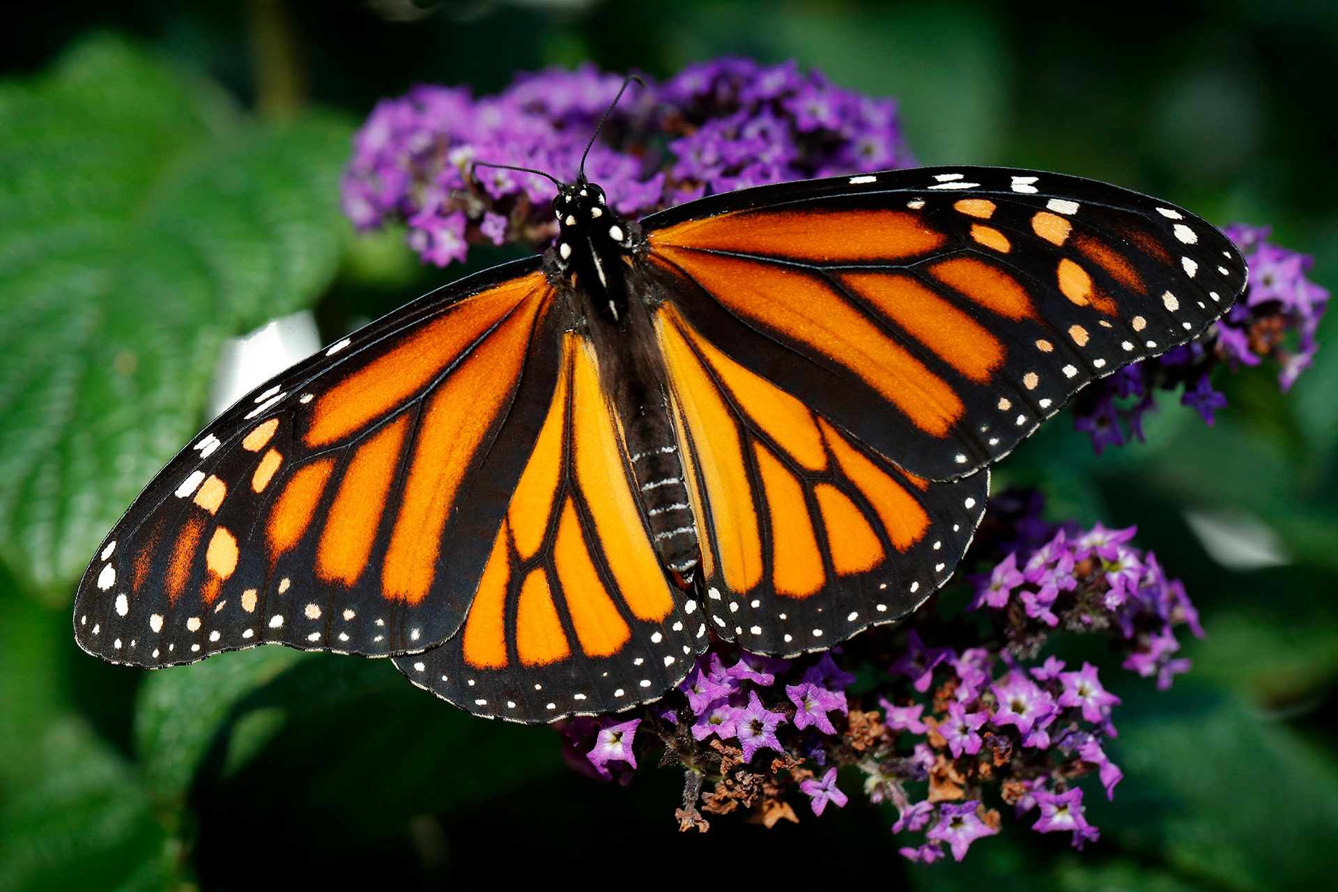 Endangered migratory monarch butterflies are fluttering near extinction — here's why