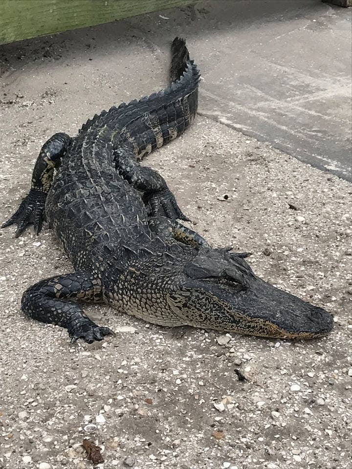 Alligator in Florida found with eyes gouged out by vandals, police say ...