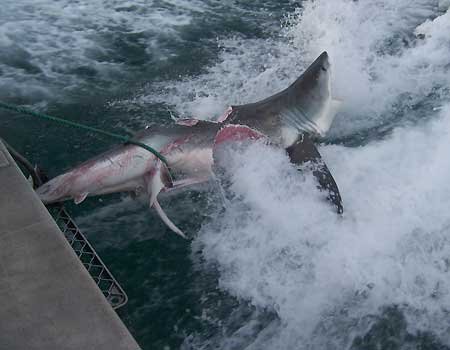 Is a 20-Foot Giant Shark Lurking Near Australia? | Fox News