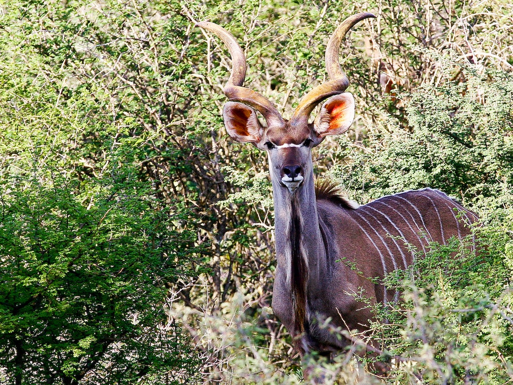 South Africa's epic wildlife | Fox News