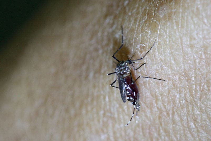 Kasus Zika di Brasil meningkatkan kekhawatiran mengenai penularan virus selain nyamuk