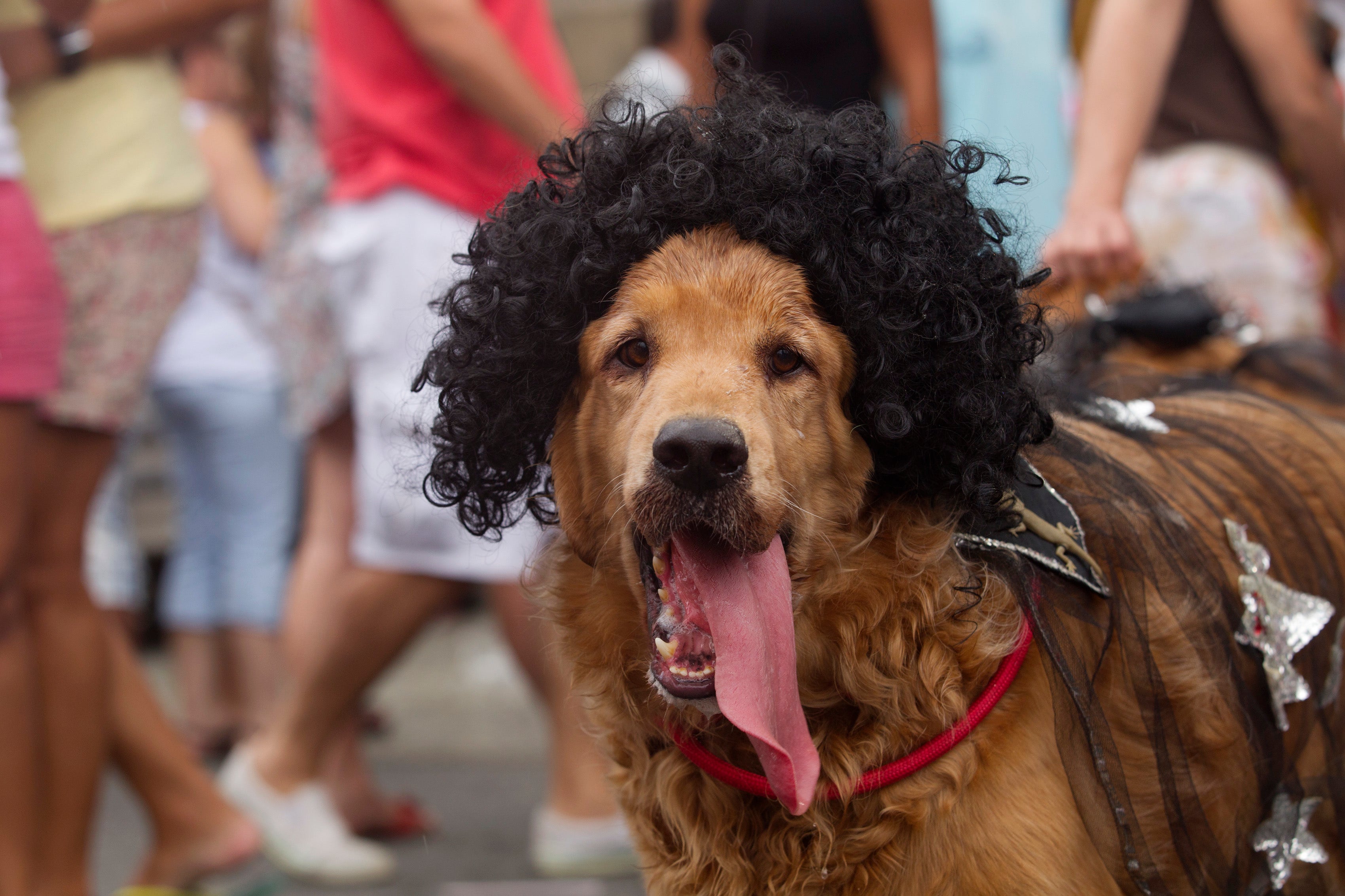 Karnaval Rio de Janeiro diperuntukkan bagi anjing-anjing dengan kostum anjing di pesta jalanan anjing