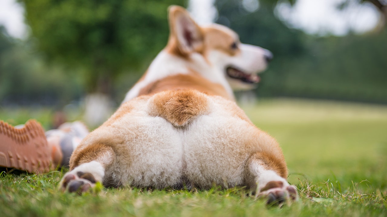 A corgi got fat-shamed and the Internet could not handle it | Fox News