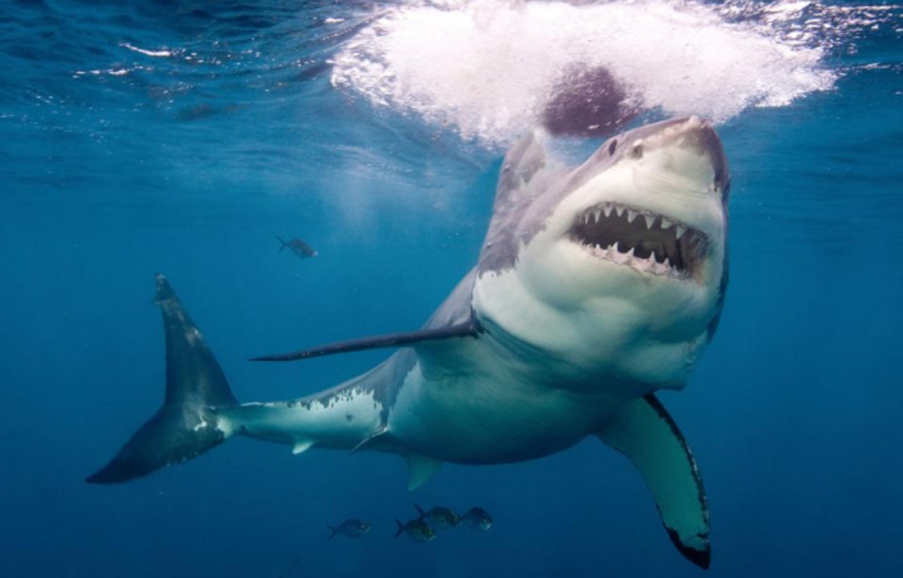 Surfer punches shark in nose to escape killer's jaws | Fox News