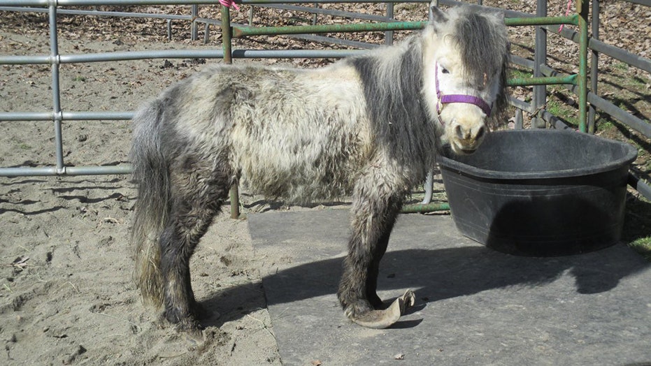 More than 150 animals rescued from 'heartbreaking' conditions | Fox News
