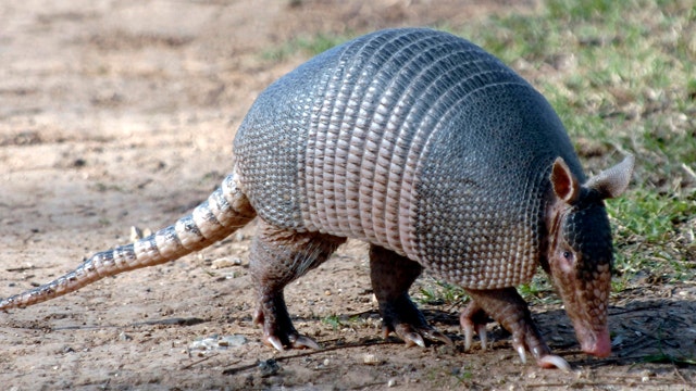 Texas takes a twist on Groundhog Day, using own mascot, 'Bee Cave Bob' to predict the weather