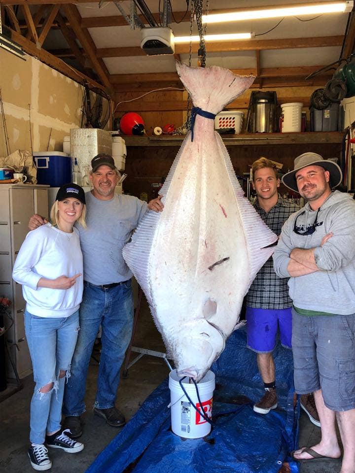 Washington fisherman catches nearly 7-foot halibut: 'It was bigger than a  folding table