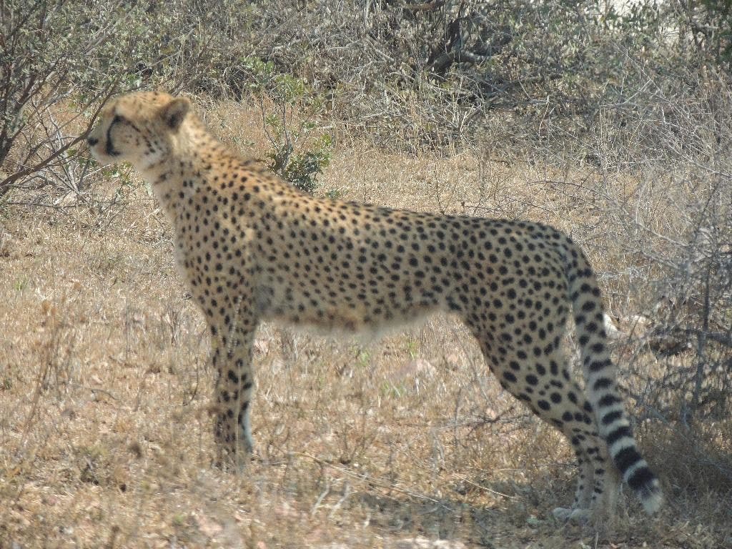 Jumlah cheetah menurun seiring menyusutnya habitat di Afrika