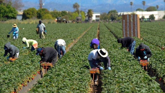 Oregon's farmers could hold key to granting driver licenses to ...