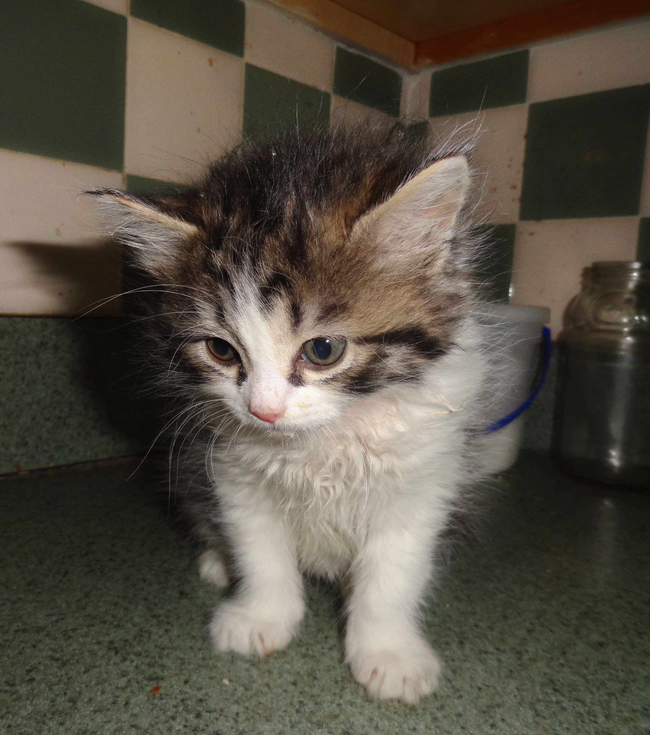 Kitten named Precious survives being thrown from 3rd-floor window ...
