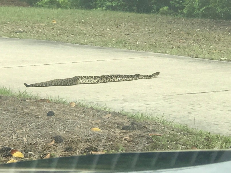 'Monster' diamondback rattlesnake spotted in Florida Fox News