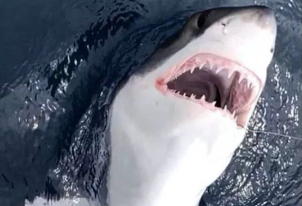 Sharks in the water: This new interactive map will show you where they ...