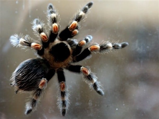 Tarantulas Shoot Silk From Their Feet, Researchers Find | Fox News