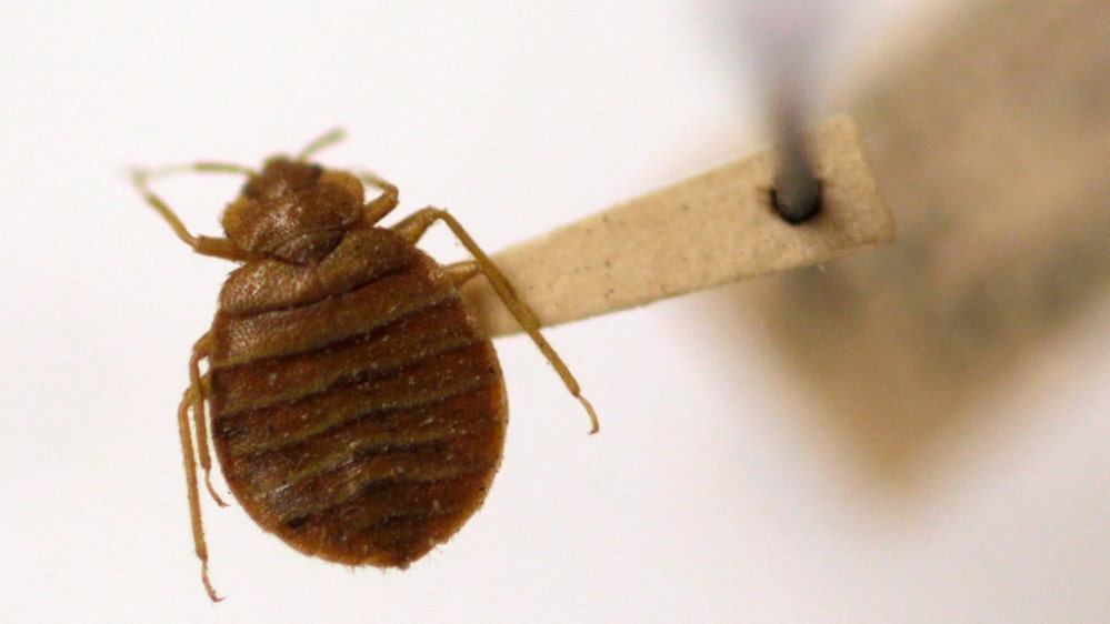 Cities with the most bed bugs Does your hometown rank? Fox News