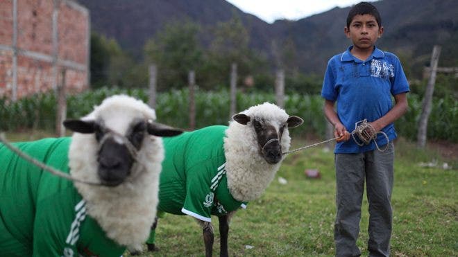 Colombia Farming For World Cup Soccer Talent