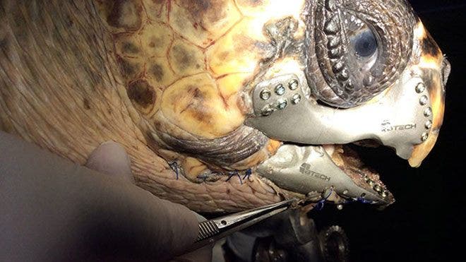 3-D printed jaw helps injured sea turtle eat again | Fox News