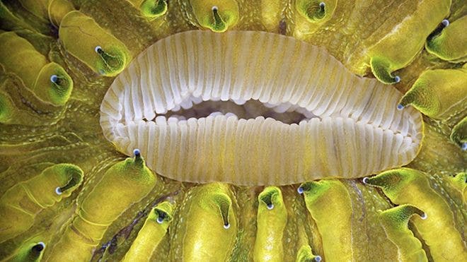 Imperceptible organisms brought to life with microscope magic