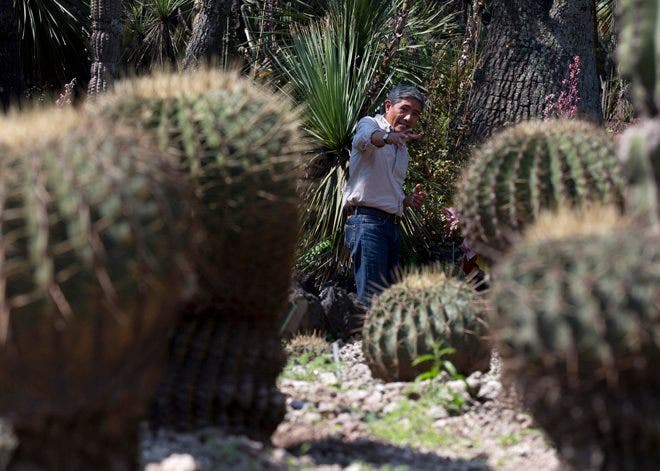 1/3 of cactus population facing extinction