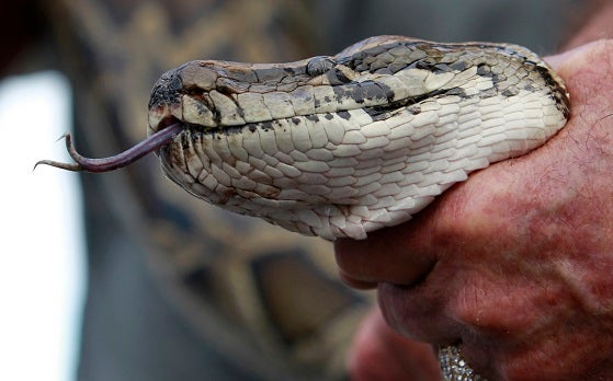 9ft Python 9-foot python who ate cat in front of owner remains on loose in Florida ...