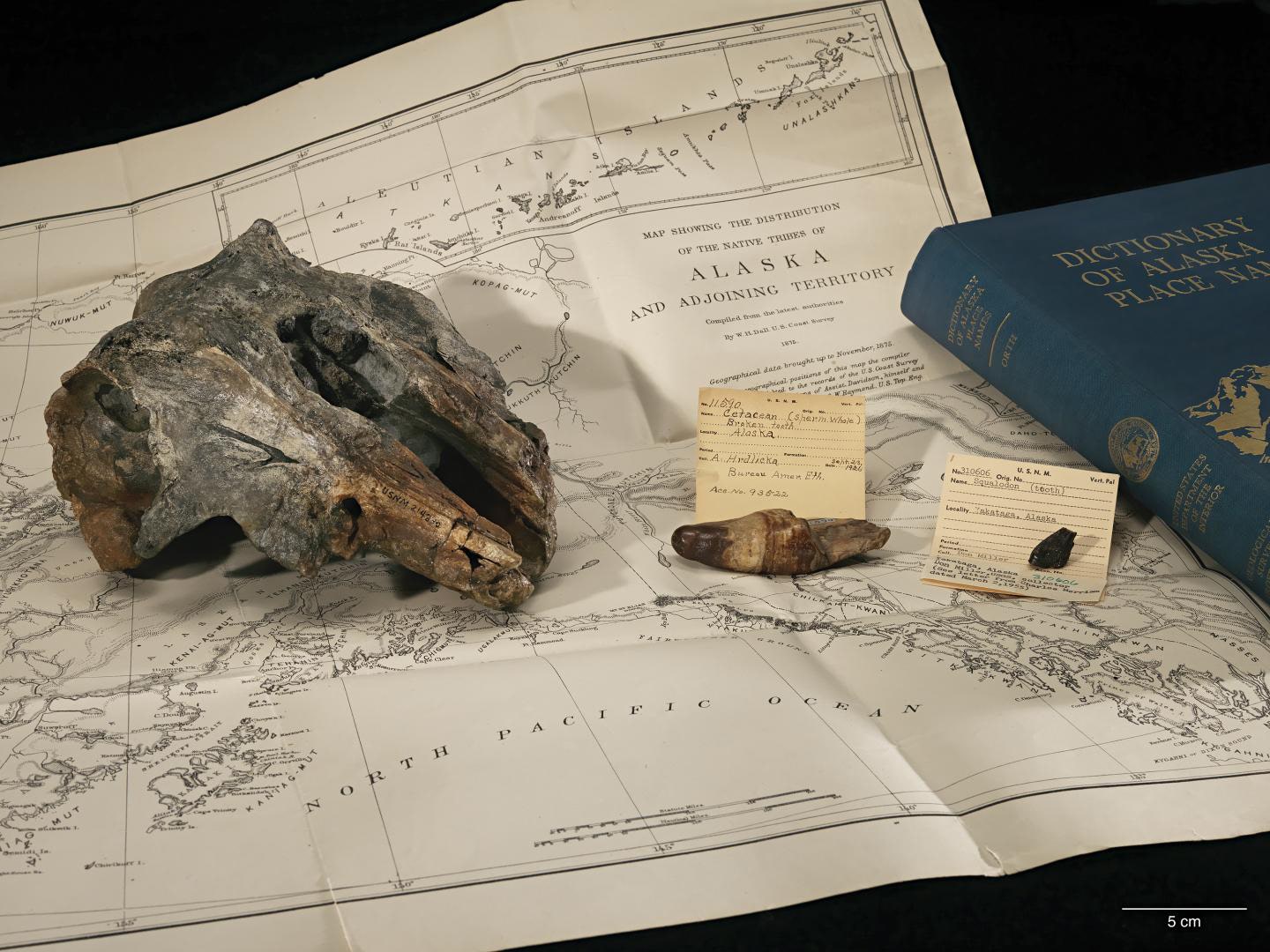 New dolphin species discovered thanks to Smithsonian fossil