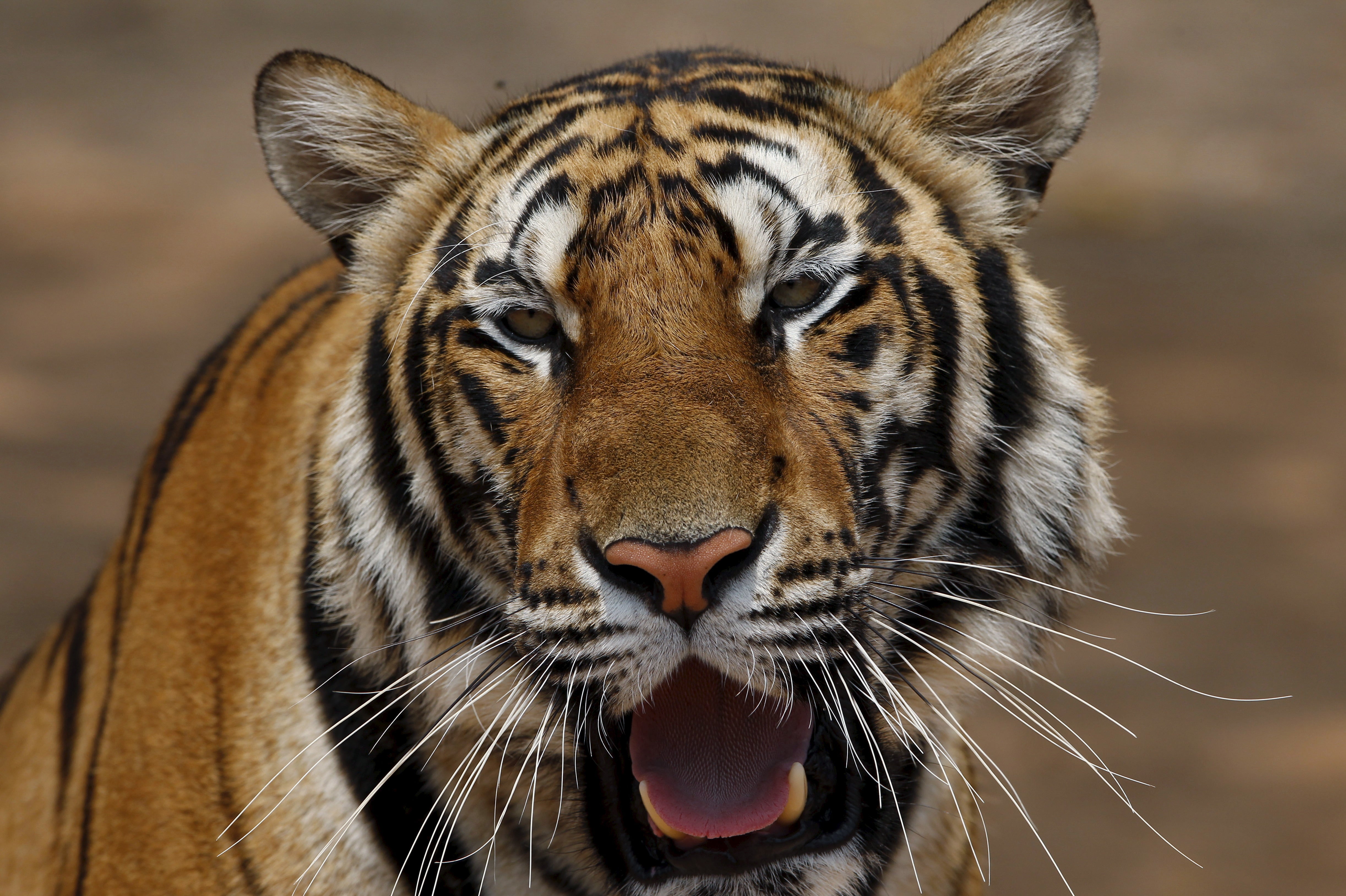 SPECIAL REPORT: Clawing back the tiger population