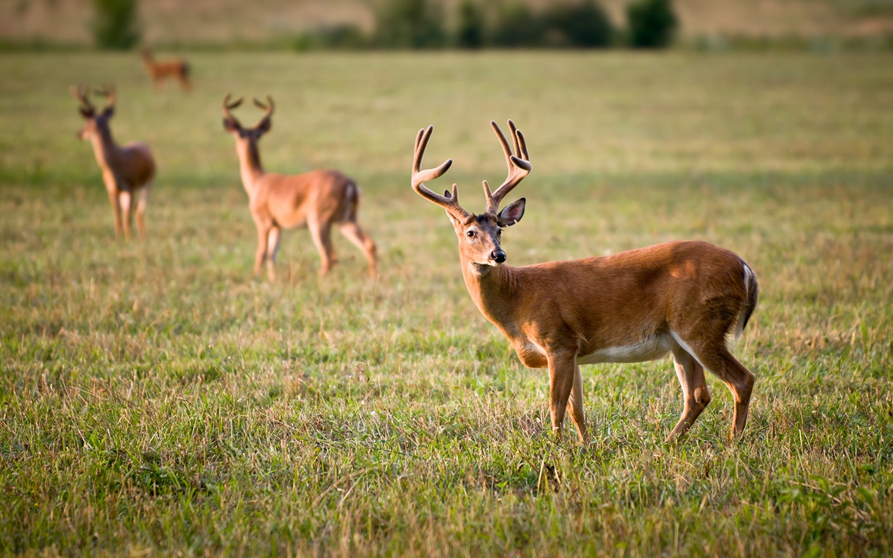 michigan-sets-new-deer-hunting-rules-to-keep-chronic-wasting-disease