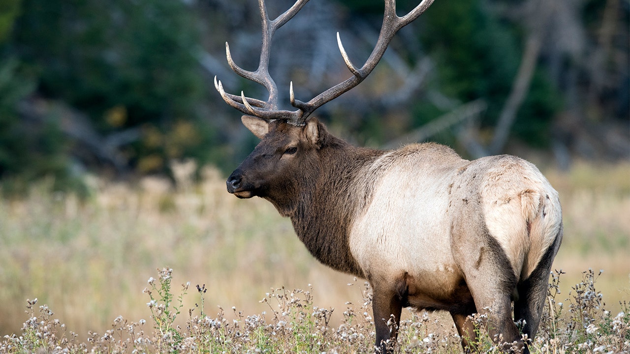 19 dead elk found in Oregon were likely killed by avalanche, biologist ...