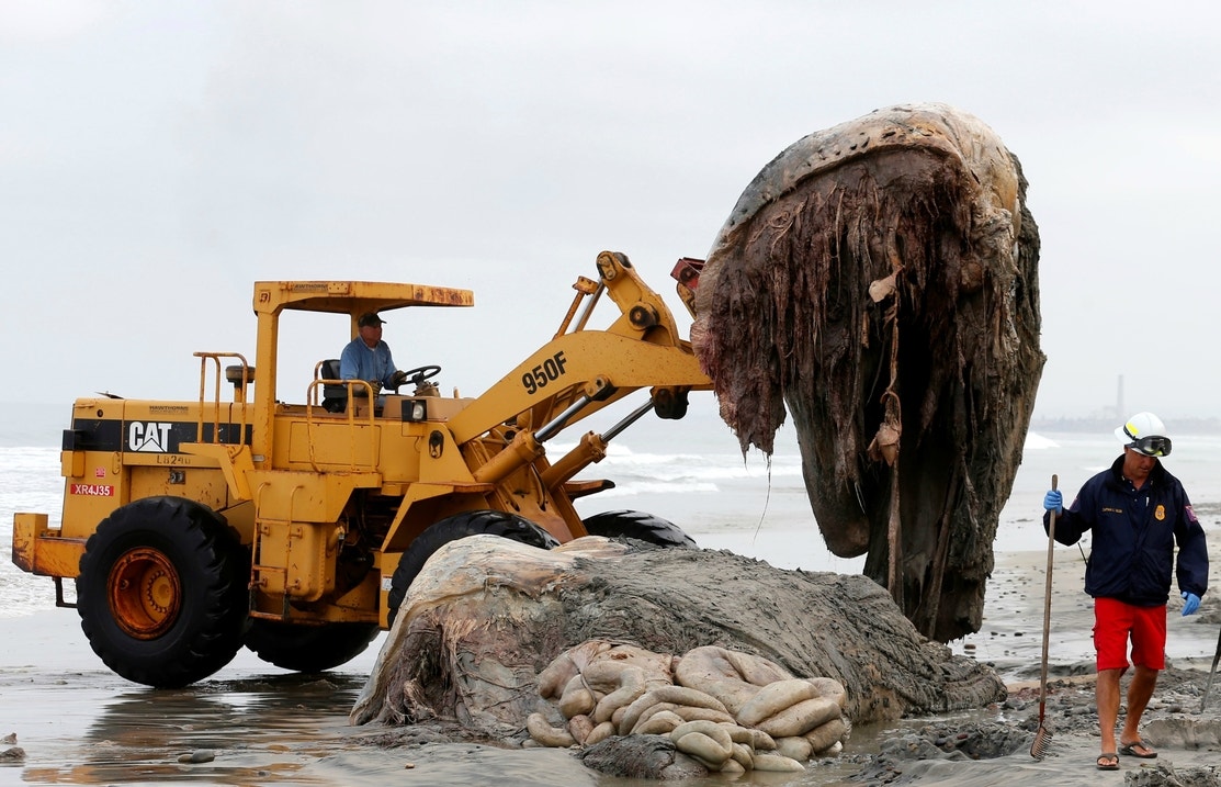 POV: You just found a short, beached sea monster (first collab
