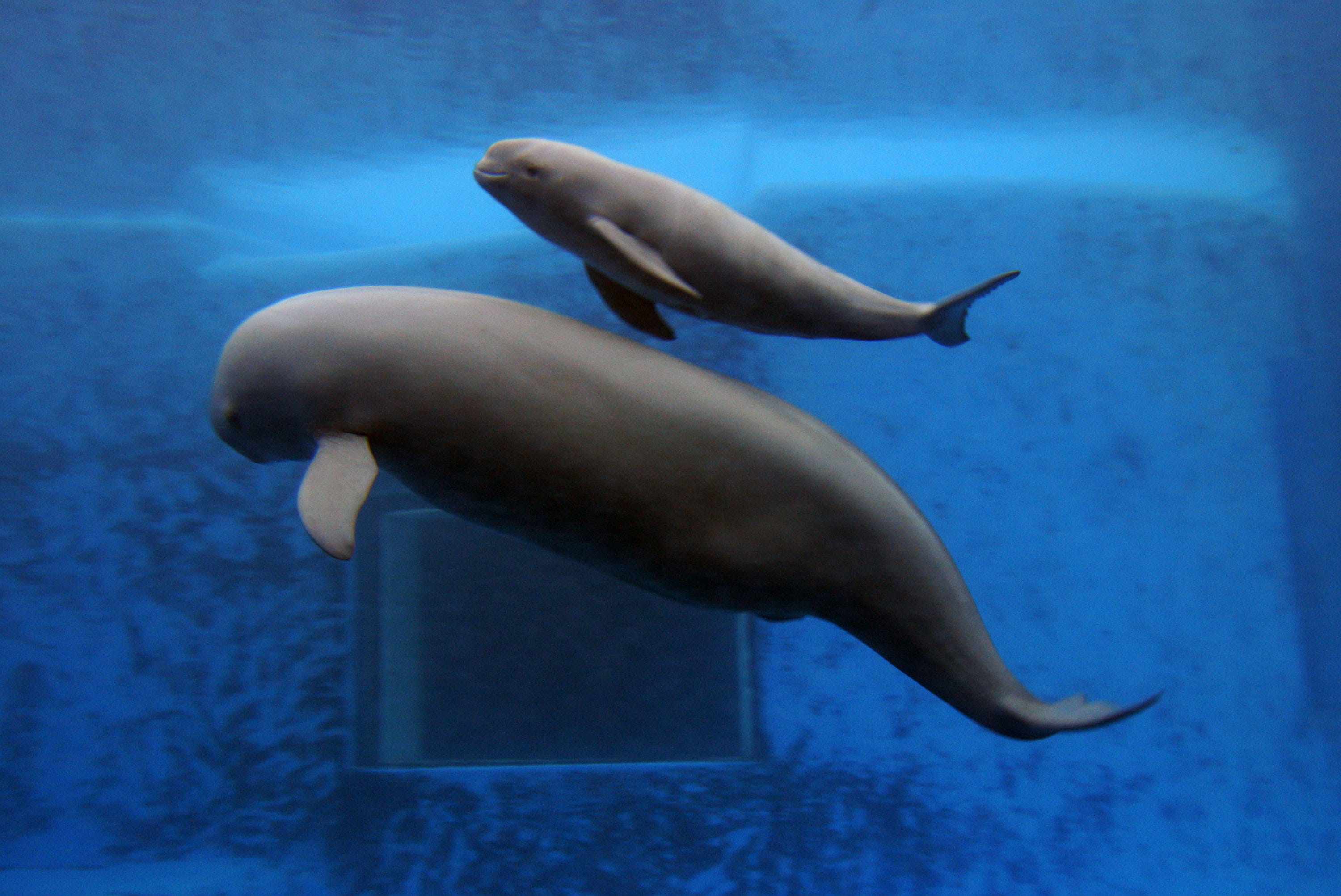 Морская свинья. Бесперая морская свинья Янцзы. Yangtze Finless Porpoise. Морская свинья в Балтийском море. Викита Калифорнийская морская свинья.