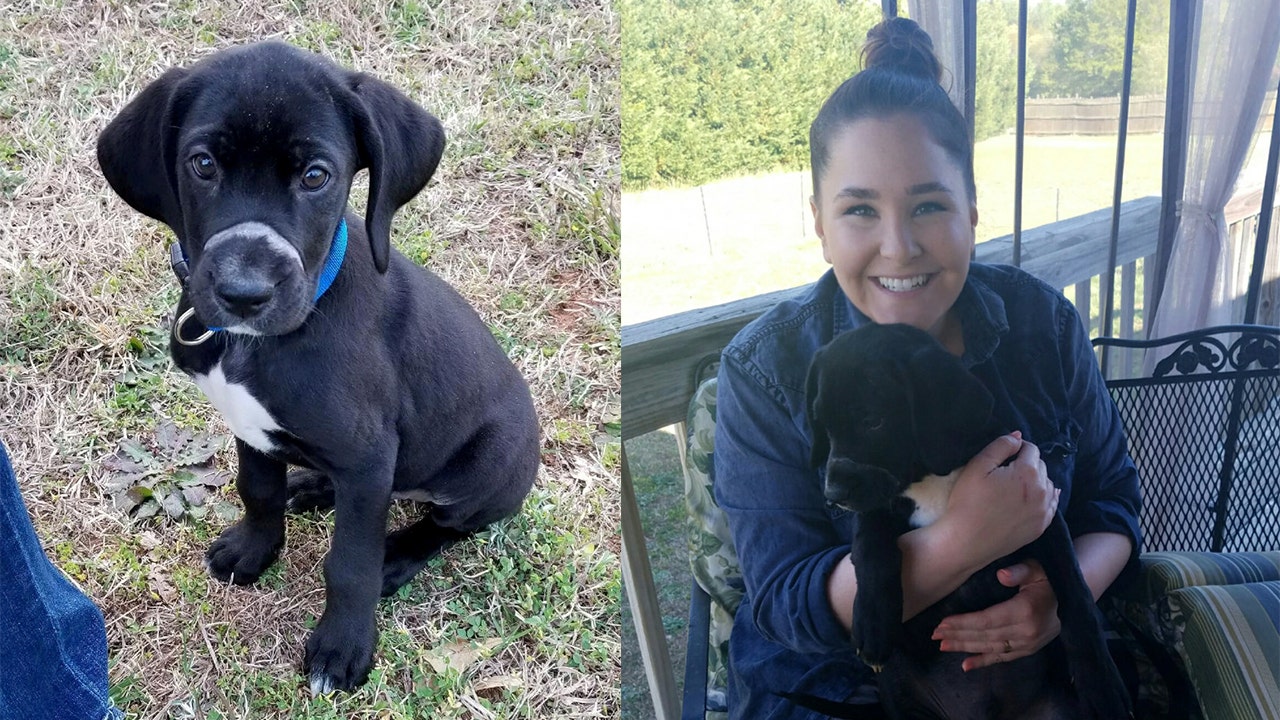 Abandoned puppy with mouth tied shut finds new home | Fox News