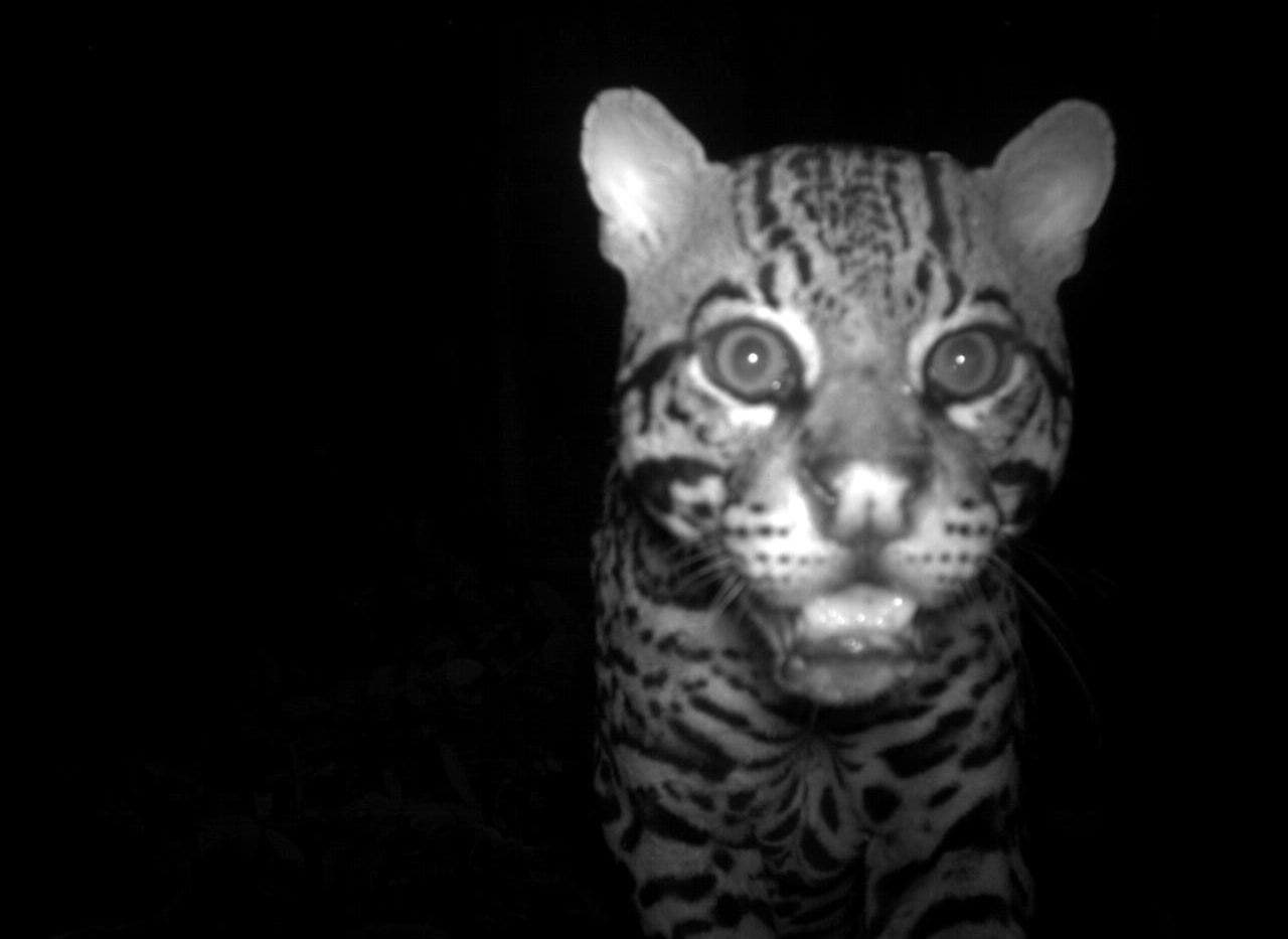 Unmanned Cameras Capture Rarely-Seen Animals Au Naturel