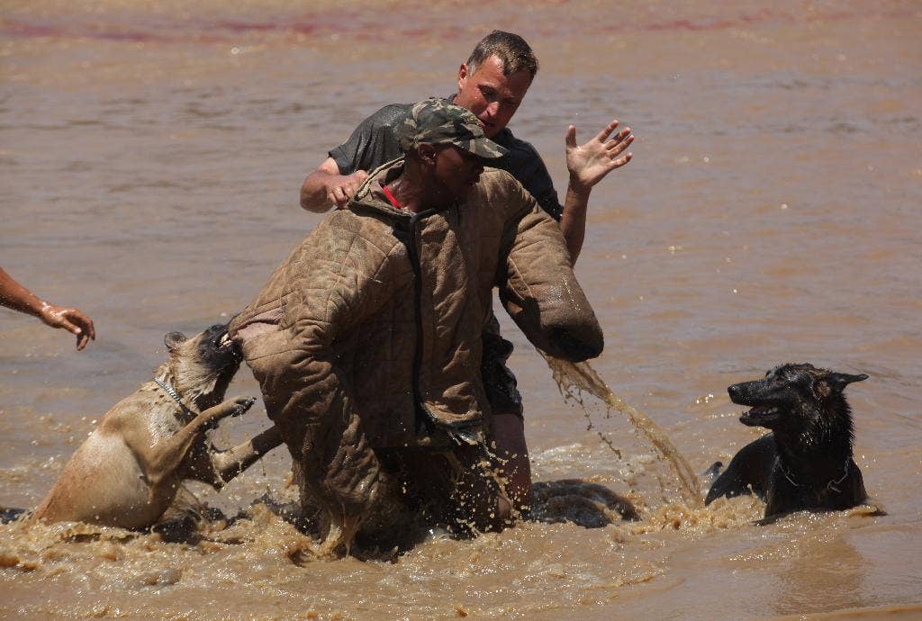 Sniff, Chase, Jump Out of Hooders: An African Dogs Bor untuk melawan pemburu